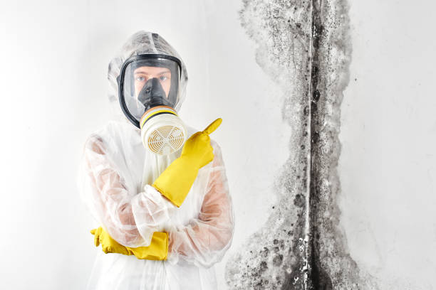 Why You Should Choose Our Mold Remediation Services in Pagedale, MO